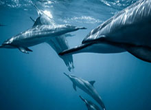 秀脚法！梅努休赛期自主训练，社媒晒花式颠球视频